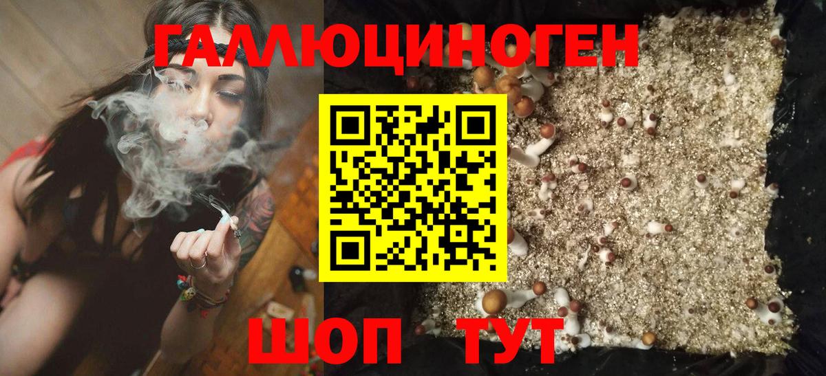 Павлово  Галлюциногенные грибы Cubensis  Вход с VPN 